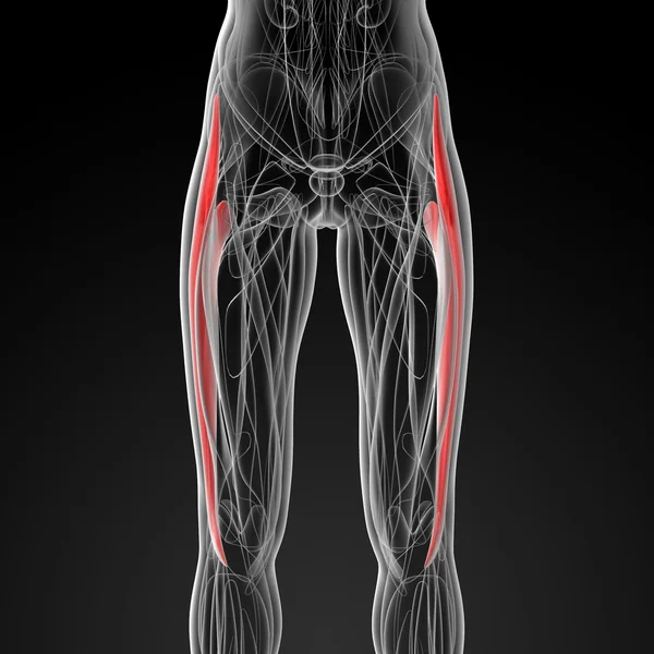 Medicinsk illustration av tensor fascia lata — Stockfoto