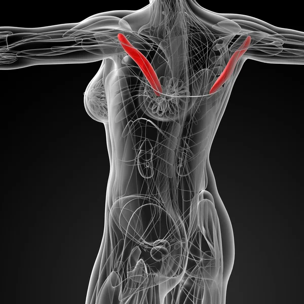 Medical  illustration of the teres minor — Stock Photo, Image