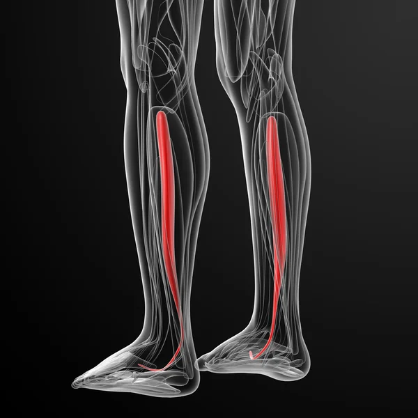 Medische illustratie van de tibialis posterior — Stockfoto