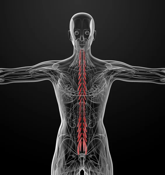 Medical  illustration of the Transversospinalis — Stock Photo, Image