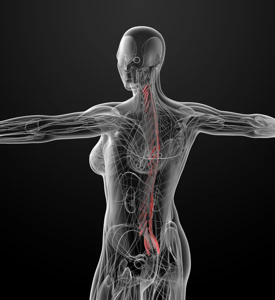 Medizinische Illustration der Transversospinalis — Stockfoto