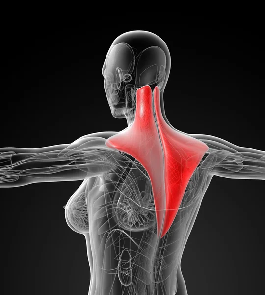 Medical  illustration of the trapezius — Stock Photo, Image