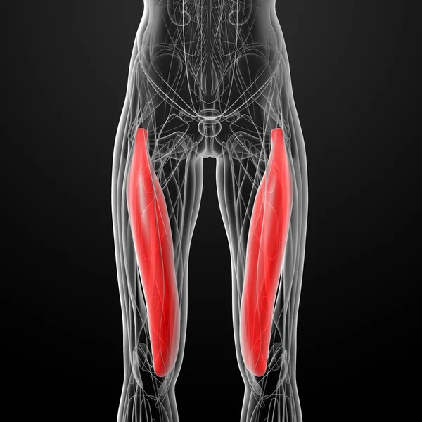 Vastus medialis의 의료 그림 — 스톡 사진