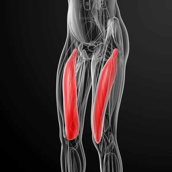 Medical  illustration of the vastus medialis — Stock Photo, Image