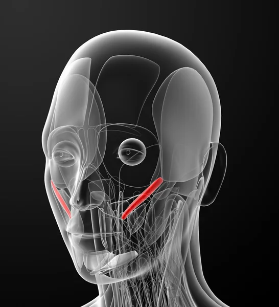 Medische illustratie van de musculus zygomaticus minor — Stockfoto