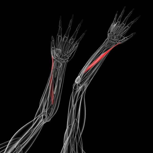 Medicínské ilustrace únosce pollicis longus — Stock fotografie