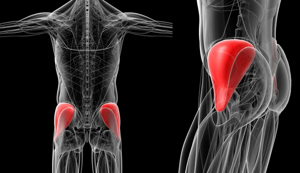 gluteus medius tıbbi çizimi