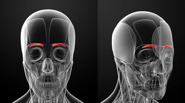 Ilustración médica del corrugador supercilii — Foto de Stock