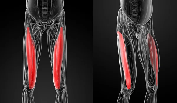 内側広筋の医療イラスト — ストック写真