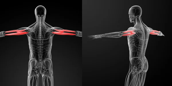 Ilustracja medycznej Triceps Brachii — Zdjęcie stockowe