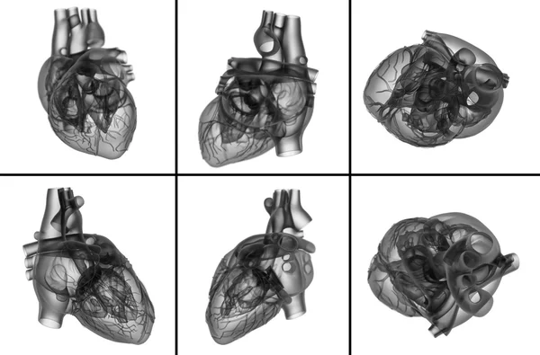 Medizinische Illustration des Herzens — Stockfoto