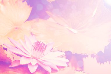 Lotus pembe arka plan