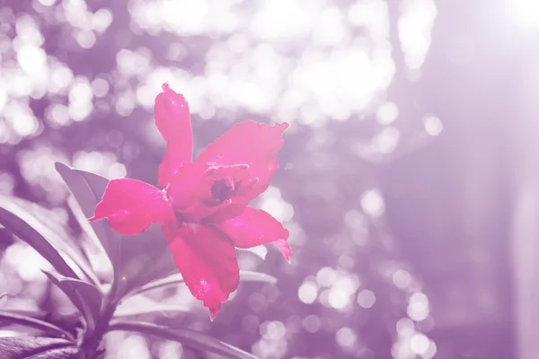 Blume rosa Hintergrund — Stockfoto