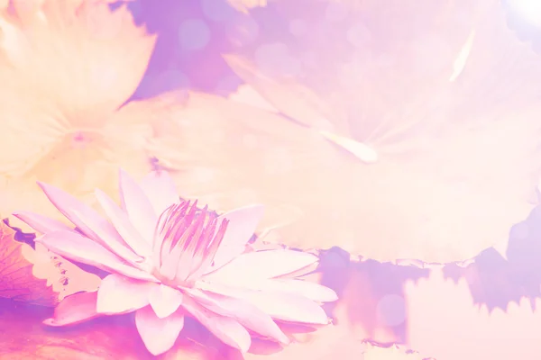 Lotus roze achtergrond — Stockfoto