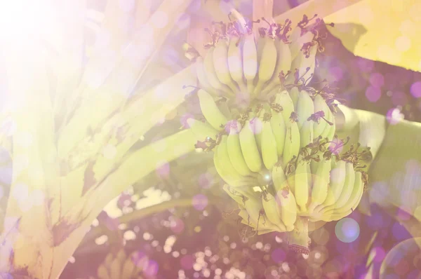 Банан в сладком мягком цвете и размытом стиле — стоковое фото