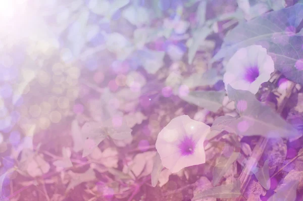 Flor em cor suave doce e estilo borrão — Fotografia de Stock