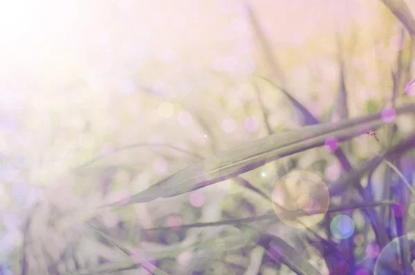 Leaf in zoete zachte kleur en stijl vervagen — Stockfoto