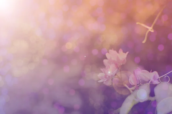 Цветок в сладком мягком цвете и размытом стиле — стоковое фото