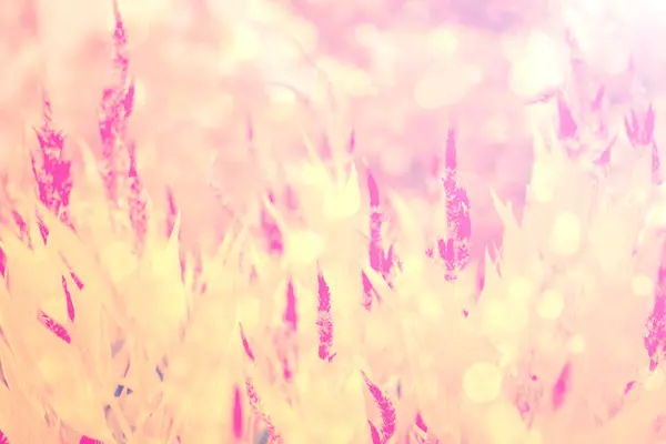 Цветок розовый фон — стоковое фото