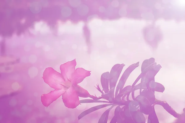 Квітки рожеві фону — стокове фото