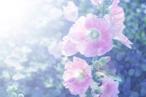 Sfondo colorato con fiori — Foto Stock