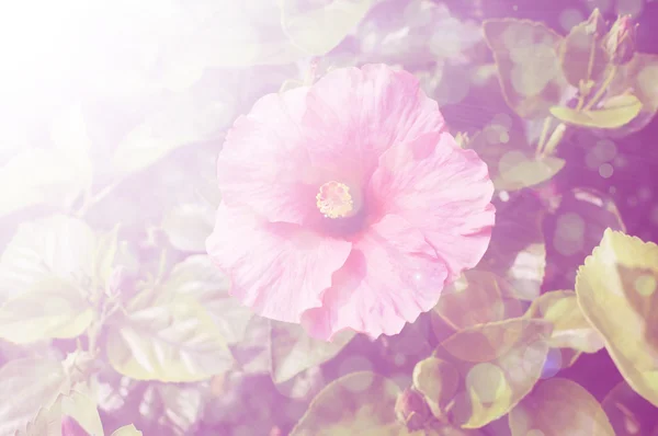 Барвистий фон з квітами — стокове фото