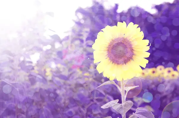 Kolorowe tła z kwiatami — Zdjęcie stockowe