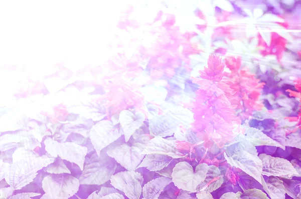 Kleurrijke achtergrond met bloemen — Stockfoto