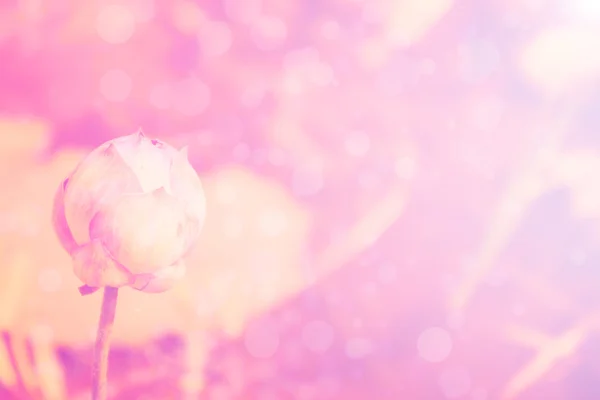 Lotus rosa bakgrund — Stockfoto