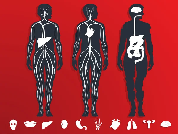 Vector illustration of the internal organs — Διανυσματικό Αρχείο