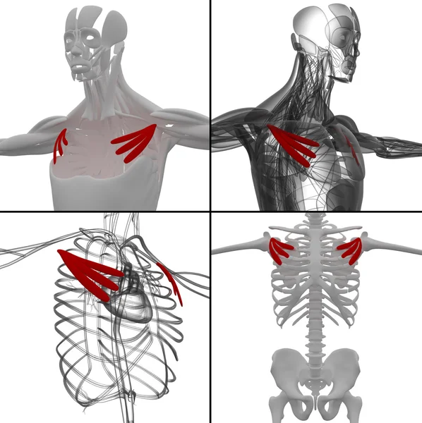 Medizinische Illustration des Brustkorbs minor — Stockfoto