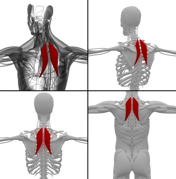 Illustration médicale du Rhomboideus — Photo