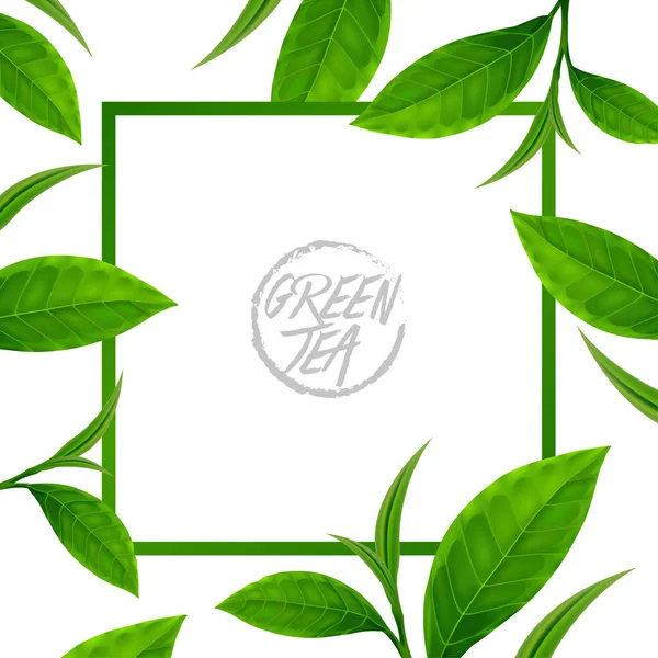 优质绿茶促进健康病媒示范 — 图库矢量图片