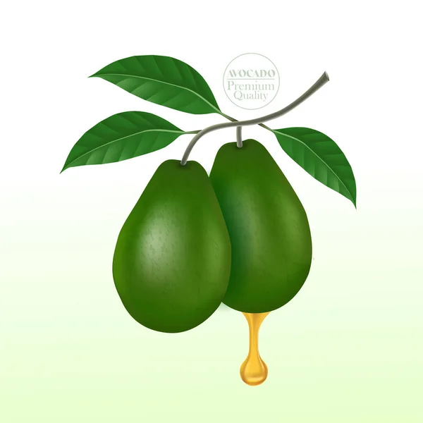 Aguacate Fresco Para Una Buena Salud Elegante Ilustración Vectorial — Archivo Imágenes Vectoriales