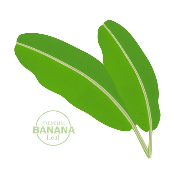 Ilustração Vetor Folha Banana Fresca Realista — Vetor de Stock