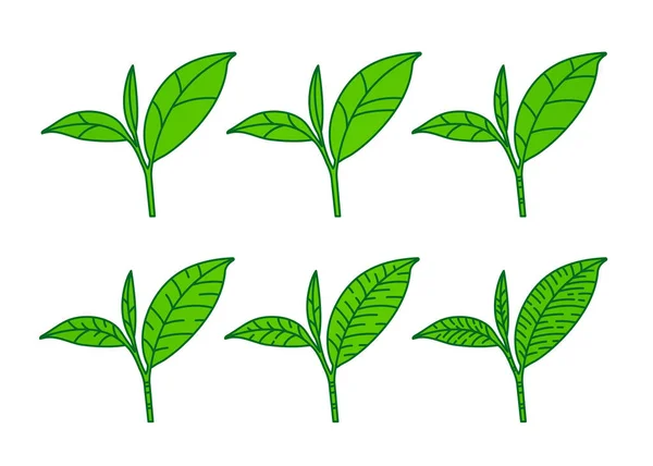 Premium Green Tea Good Health Vector Illustration — Stock Vector