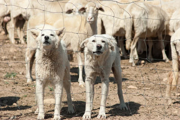 Cani da pastore bianchi Immagine Stock