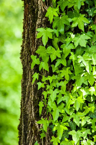 Albero verde Fotografia Stock