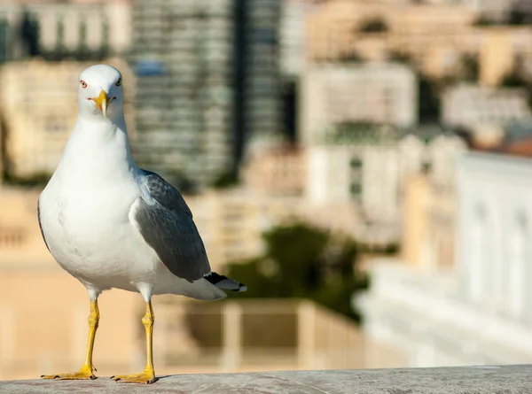 Gaivota Imagem De Stock