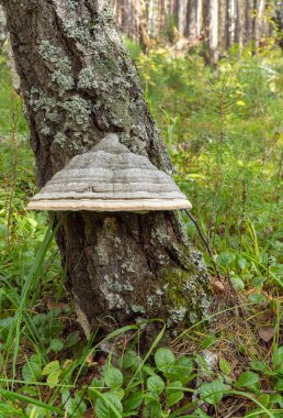 Inonotus oblikus veya huş ağacı mantarı. Chaga halk tıbbında antitümör ve gastrit ilacı olarak kullanılır.