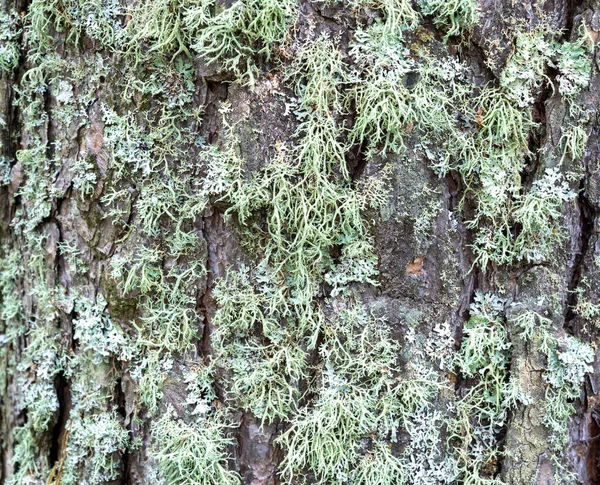Baum Mit Grünem Moos Bedeckt Flechten Buschig Auf Holz — Stockfoto