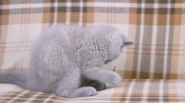 Safkan İngiliz steyşın kedisi. Kedi dumanı rengi. Oyuncak bir fareyle oynayan küçük sevimli bir kedi yavrusu. Evcil hayvanların tuhaf davranışları.