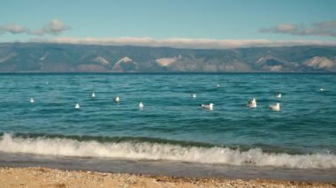 Martılar dalgaların üzerinde sallanıyor. Yaz günü, gölde fırtına. Kroicocephalus ridibundus. Martı sudan yiyecek toplar. Baykal Gölü 'nde Larus mongolicus.