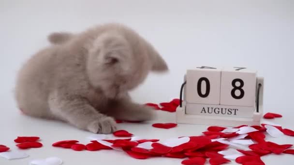 Schattig Klein Katje Speelt Naast Kalender Purebred Britse Stenografisch Kat — Stockvideo