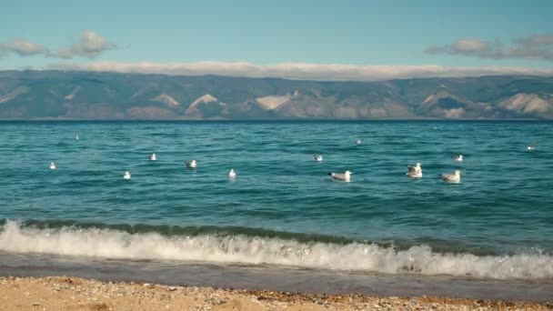 Gaivotas Balançando Nas Ondas Dia Verão Tempestade Lago Chroicocephalus Ridibundus — Vídeo de Stock