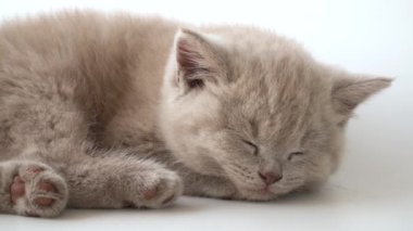 Safkan İngiliz steyşın kedisi. Kedi dumanı rengi. Şirin kedi yavrusu yalan söylüyor ve uyuyor. 08 Ağustos Dünya Kedi Günü. Yavru kedi tatlı tatlı uyuyor.  