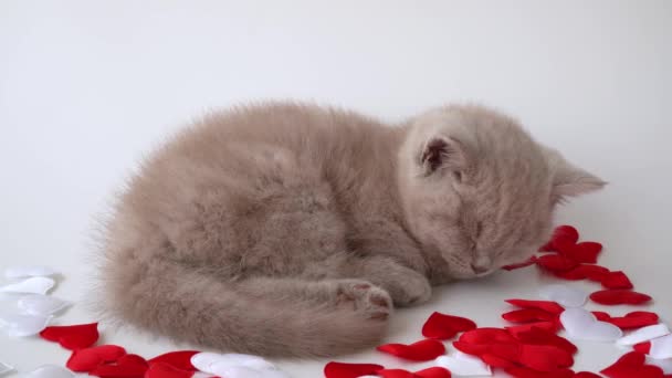 Gato Británico Taquigrafía Lindo Gatito Mintiendo Durmiendo Gato Ahumado Color — Vídeo de stock
