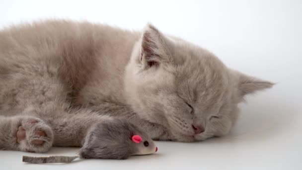 Gatinho Está Dormindo Docemente Mouse Brinquedo Está Deitado Lado Dele — Vídeo de Stock