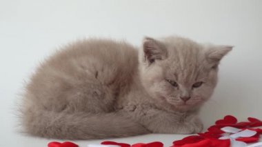 İngiliz kısa mesafe kedisi. Şirin kedi yavrusu yalan söylüyor ve uyuyor. Kedi dumanı rengi dekoratif kalplerin yanında yatar.