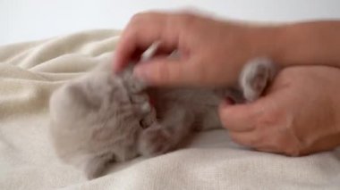 Kadın bir kedi yavrusuyla oynuyor. Evcil hayvanların tuhaf davranışları. İngiliz kısa saç kedisi, dumanlı renk.. 